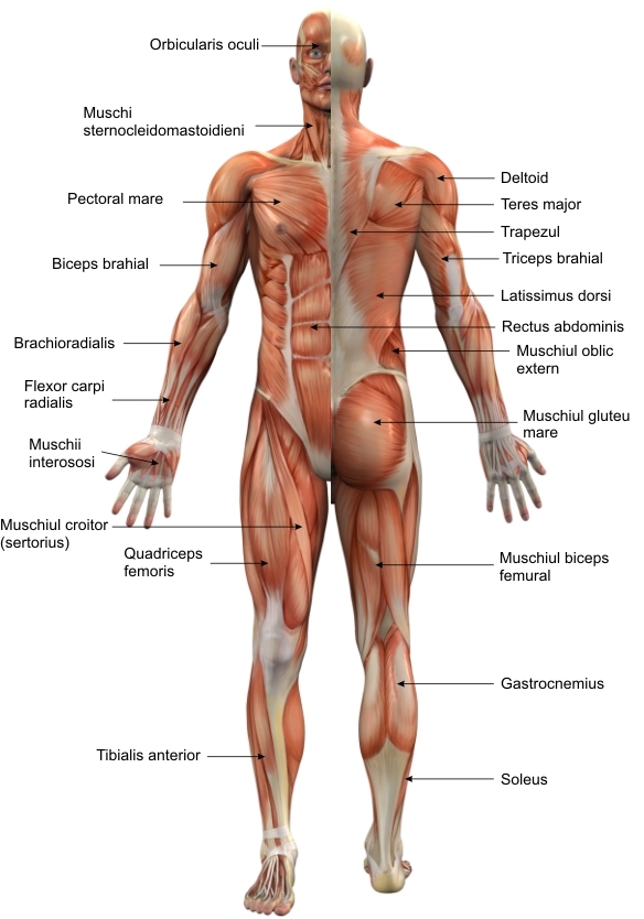 imagini sistem muscular